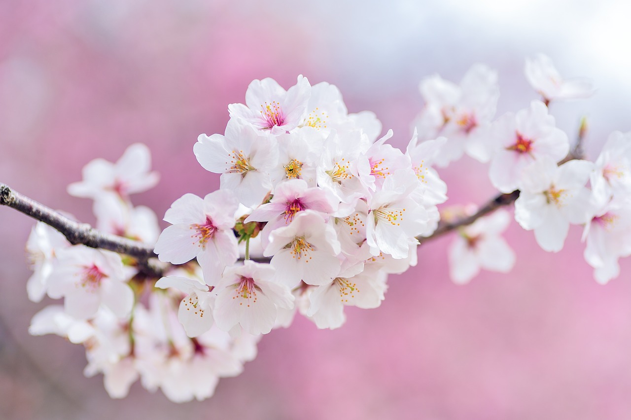 japan, landscape, spring-2218777.jpg